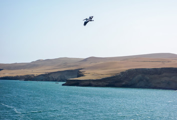 Obraz premium Pelican flying over the sea in Paracas National Reserve. Pacific ocean in the coast of Ica/Peru.