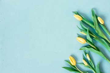 Blue background with spring tulips, festive composition for spring holidays