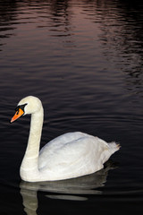 swan on lake