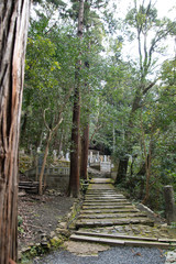 Obraz premium japanese forest