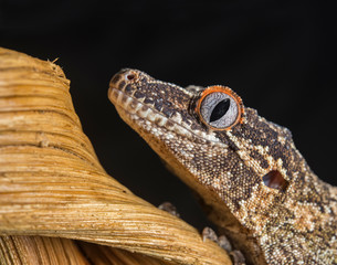 Gargoyle Gecko on stick with black background