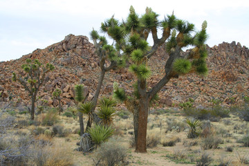 Joshua Trees (CA 04224)
