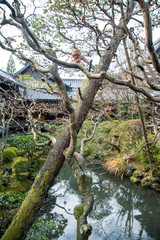 japanese garden tree