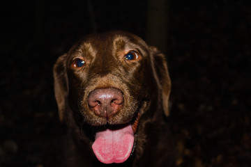 Obraz premium chocolate labrador with a night background
