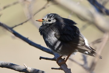Starlings behave in groups and feed on plant seeds and insects. Its beak and legs are yellow.
