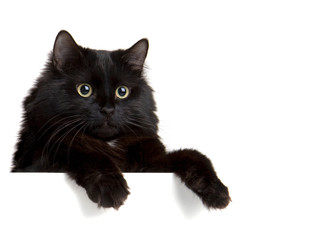 Black Cat above white banner. Cute kitten with empty blank board. Funny pet showing placard with...