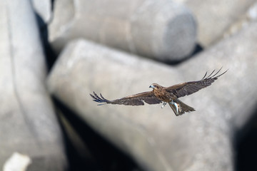 Black kite catching a fish in the sea