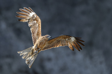 Black kite flying in a rift