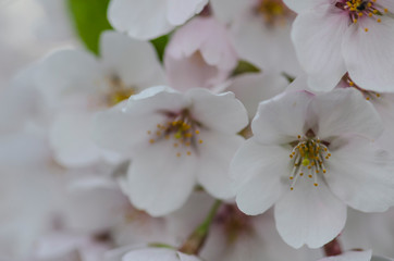 Blossoming spring flowers sakura 