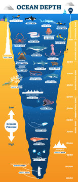 Ocean depth underwater wildlife infographic, vector illustration educational oceanography diagram