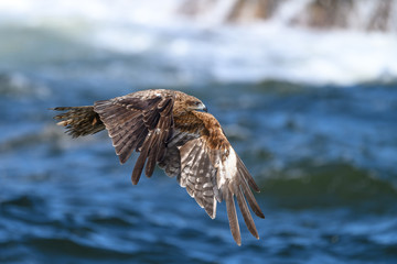 Black kite flying over the sea