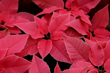 group of pink poinsettia