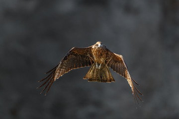 Black kite flying in a rift