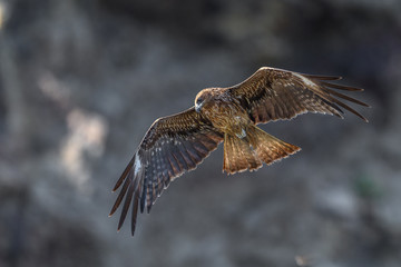 Black kite flying in a rift