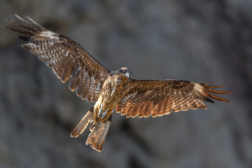 Obraz premium Black kite flying in a rift
