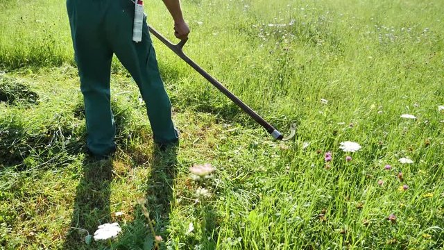 Slow motion footage of a farmer hand mowing the grass on a meadow with a scythe