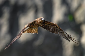 Black kite flying in a rift