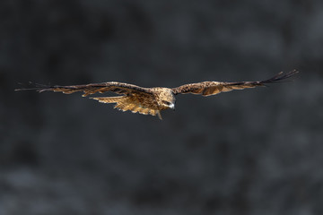 Black kite flying in a rift