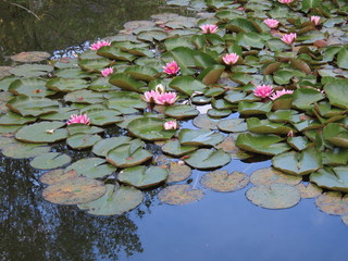 Water lilies in pond