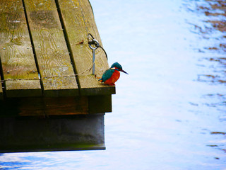 Ulm, Deutschland - 09 Feb. 2020: Ein scheuer und seltener Eisvogel im Fischerviertel