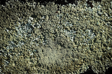 Old and rough concrete with mould, mildew, fungus texture