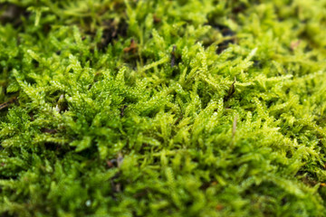 Green moss on a stump.