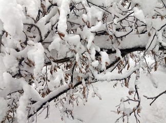 the tree is covered with a large amount of snow white