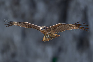 Black kite flying in a rift