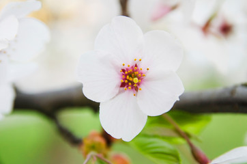 Fototapeta na wymiar Blossoming spring flowers sakura 