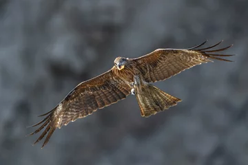 Tableau sur aluminium  Black kite flying in a rift  © Godimus Michel