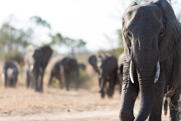 Elephant herd, elephant family in the wilderness © Ozkan Ozmen