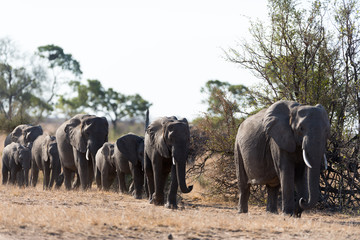Elephant herd, elephant family in the wilderness © Ozkan Ozmen