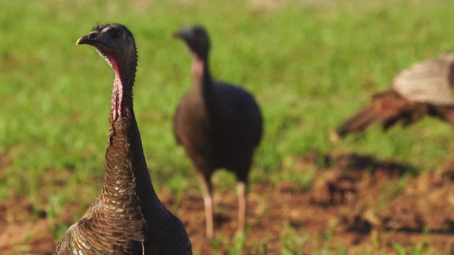 Wild Turkey (Meleagris gallopavo) female hen. Alert dominant hen clucking.
