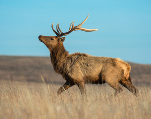 Young Bull Elk in the Wichita Mountains