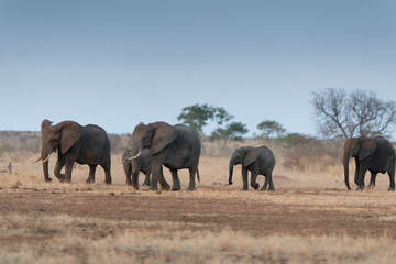 Fototapeta na wymiar Elephant herd, elephant family in the wilderness