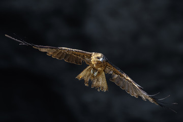 Black kite flying in a rift