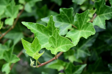 Rankendes gr&uuml;nes Efeu an einer Hausmauer