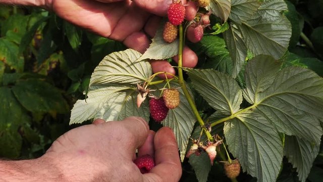 Slow motion footage of a farmer picking raspberries from his organic farm