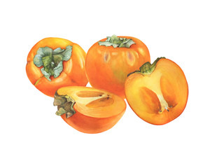 Two ripe whole and halved cut of orange color persimmon fruit (also called as diospyros, kaki, sharon or gold apple). Hand drawn botanical watercolor painting illustration isolated on white background