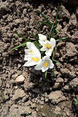 White crocuses in spring garden close up, vertical image