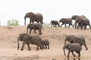 Elephant herd, elephant family in the wilderness © Ozkan Ozmen