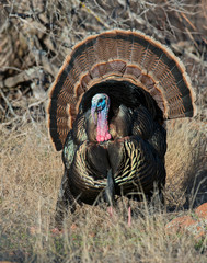 Male Turkey in the Wichita Mountains