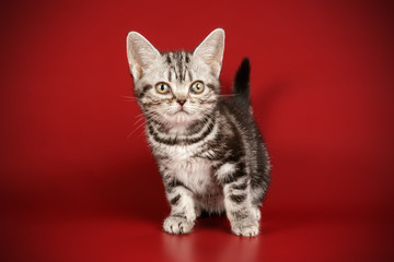 American shorthair cat on colored backgrounds