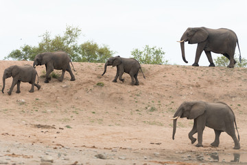 Fototapeta premium Elephant herd, elephant family in the wilderness