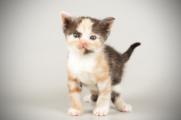 American shorthair cat on colored backgrounds