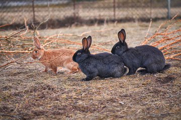 Group of colorful cute and fluffy black and red rabbits or bunnies eating a food on pasture land or meadow in the garden during spring evening. Bunny is a symbol of Easter or popular pet for childern.