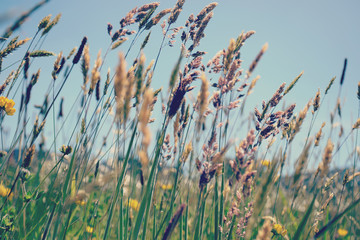 Lovely tall summer grasses blowing in the breeze on a hot sunny day