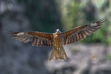 Black kite flying in a rift
