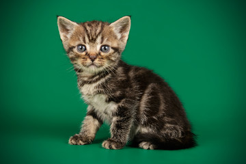 American shorthair cat on colored backgrounds