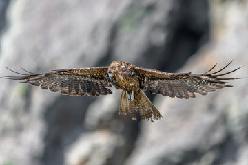 Black kite flying in a rift